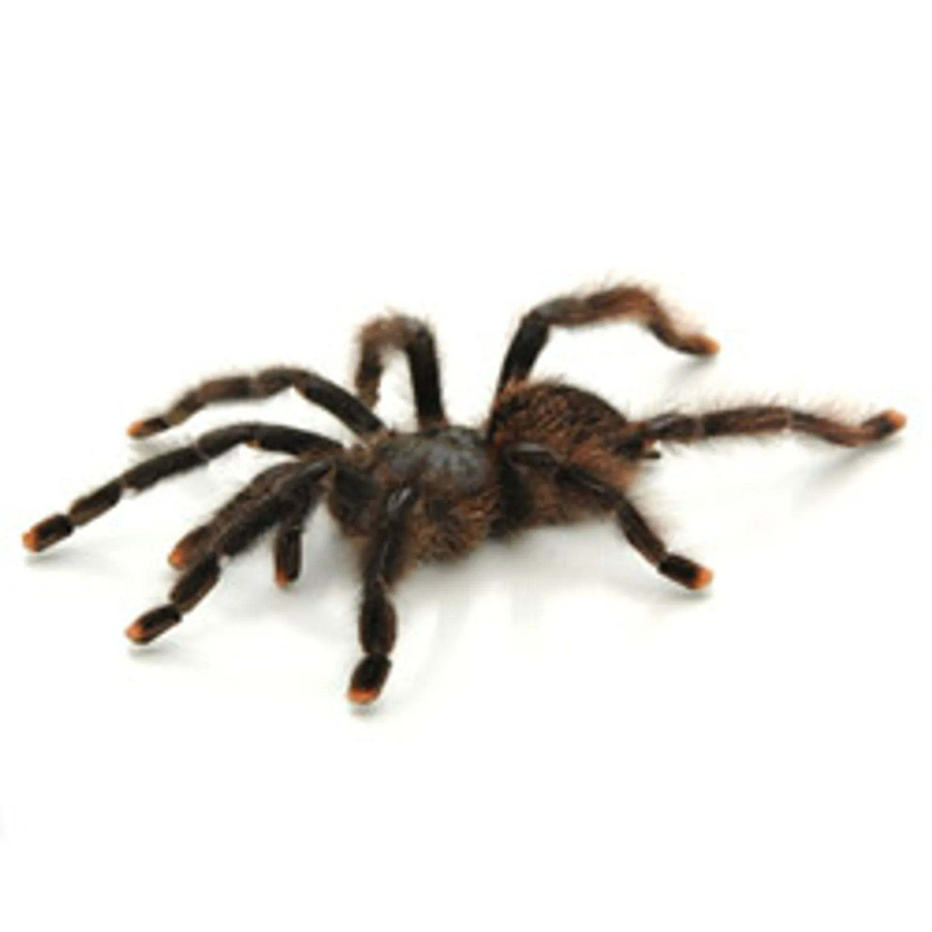 22605 blue velvet pink toe tarantula 2