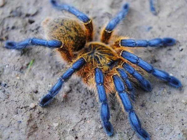 22605 blue velvet pink toe tarantula 3