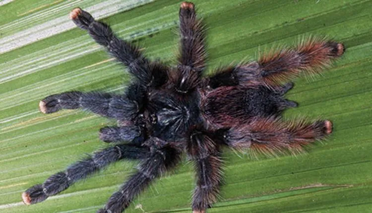 22605 blue velvet pink toe tarantula 6