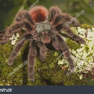 /img/22605-blue-velvet-pink-toe-tarantula-7.webp