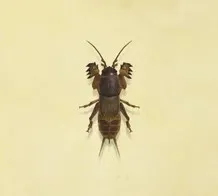 22608 animal crossing tarantula catching tips