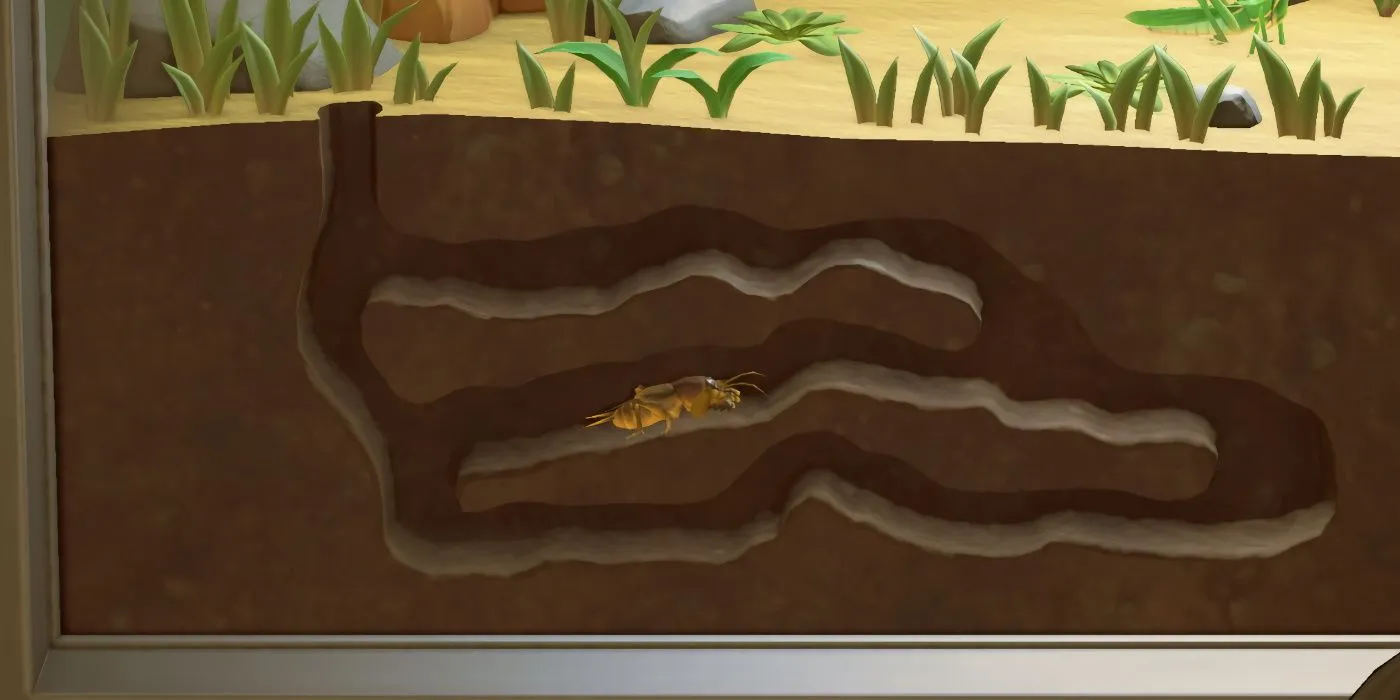 22608 animal crossing tarantula spawn rates