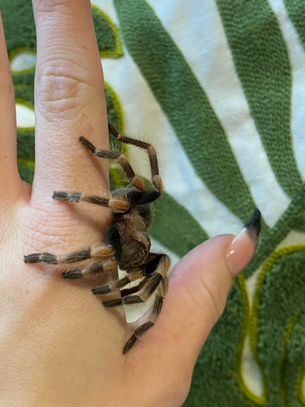 22610 tarantula molting process