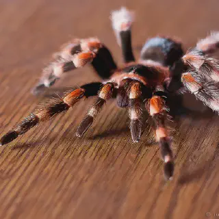 /img/22610-tarantula-species-tibia.webp
