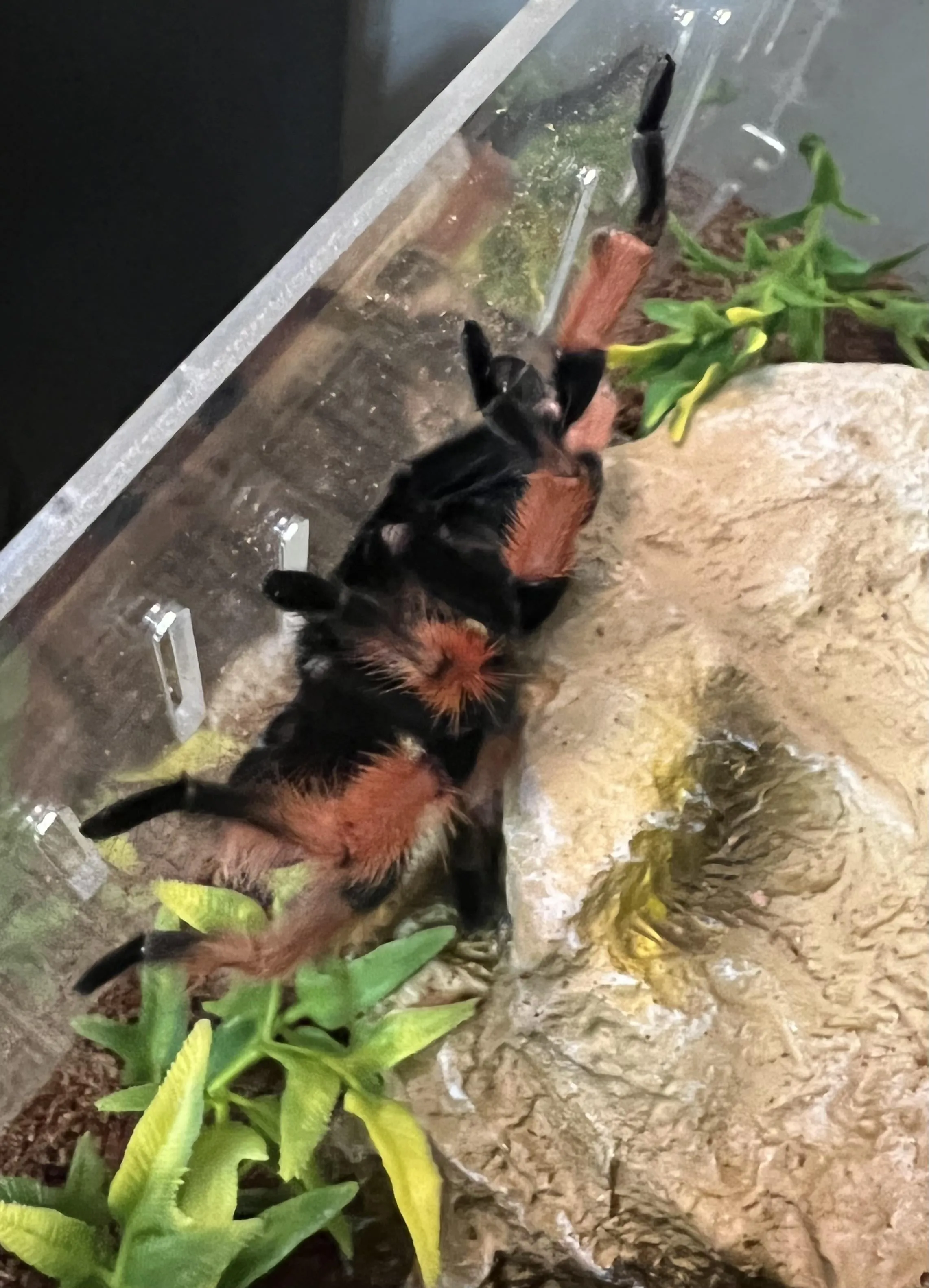 22610 tarantula tibia injury