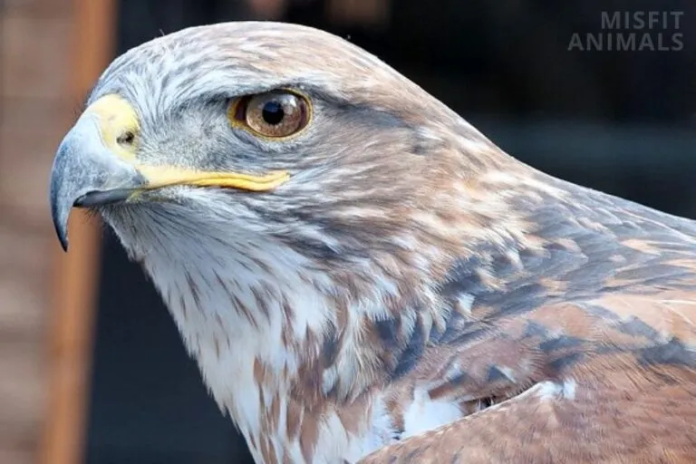 22612 tarantula hawk and tarantula