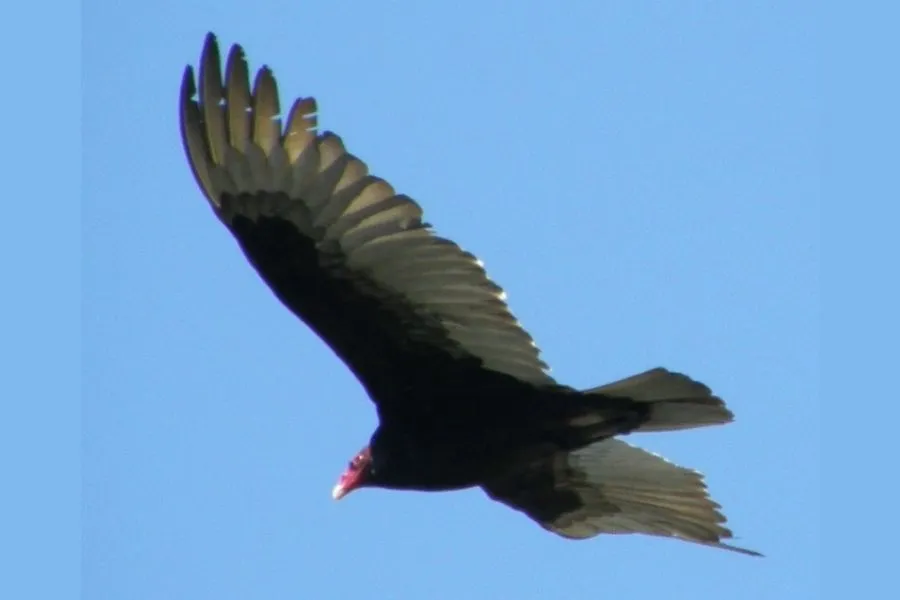22612 tarantula hawk close up