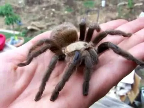 22613 feeding tarantula
