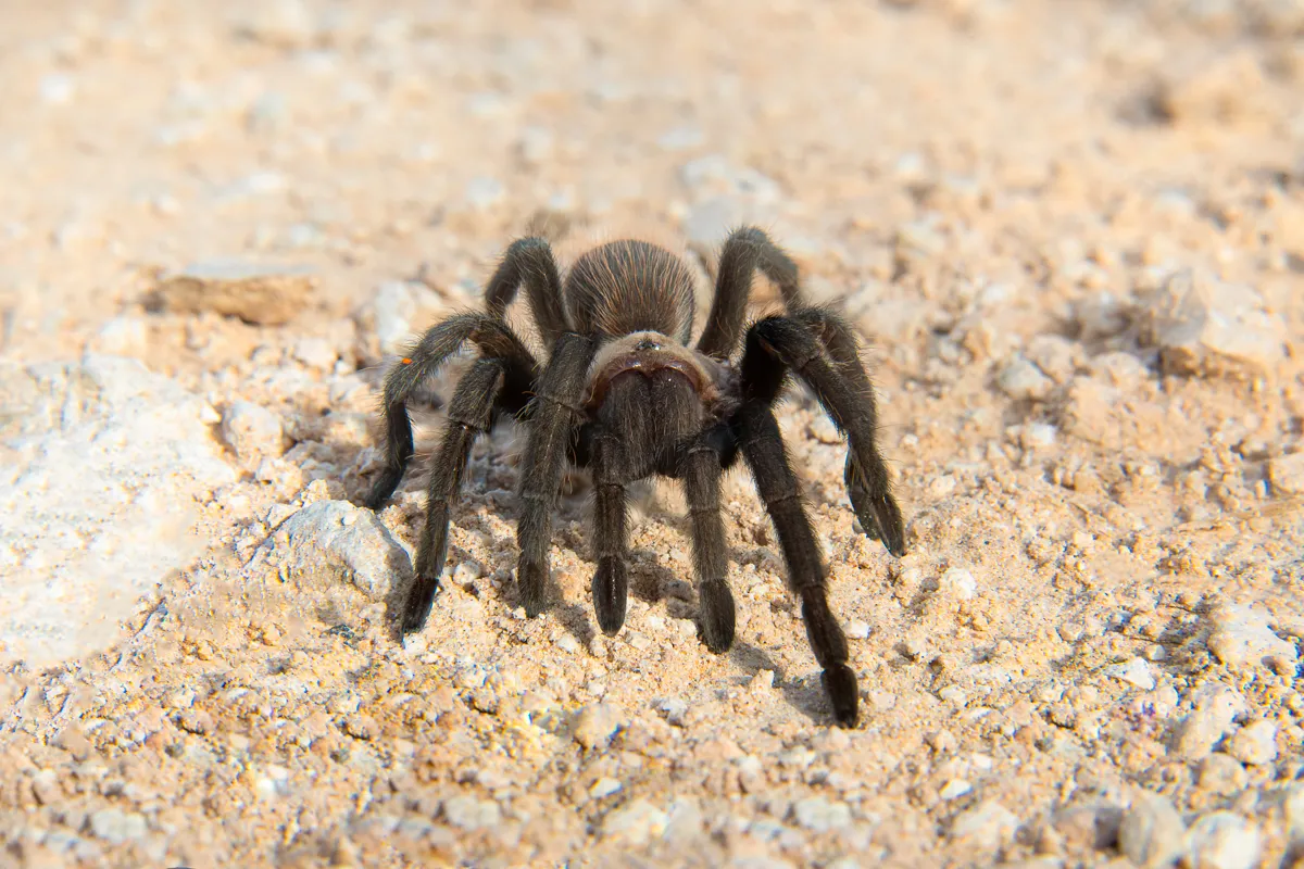 22613 roaches for tarantula