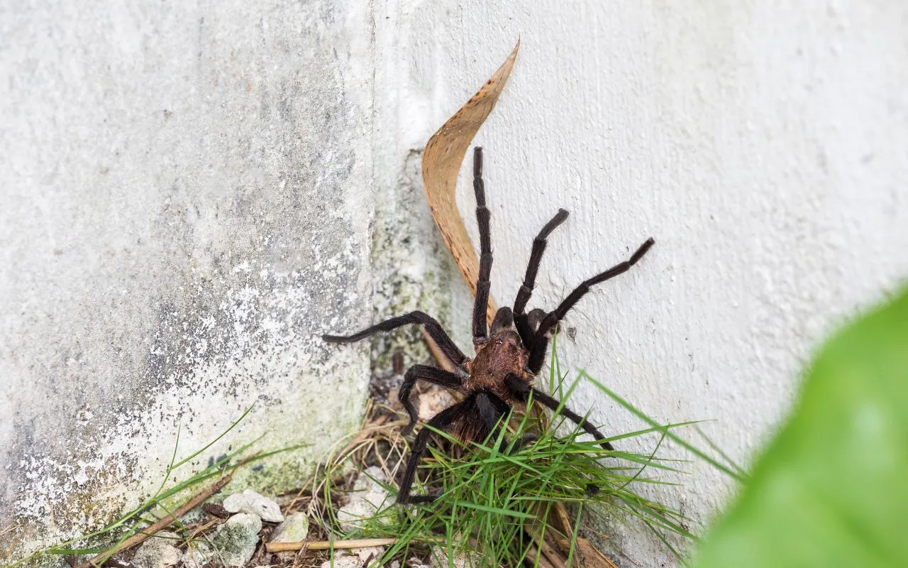 22613 tarantula drinking water