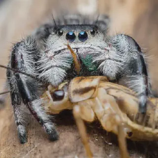 /img/22613-tarantula-with-prey.webp