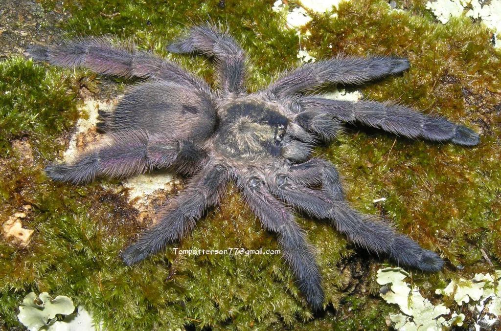 22615 avicularia tarantula