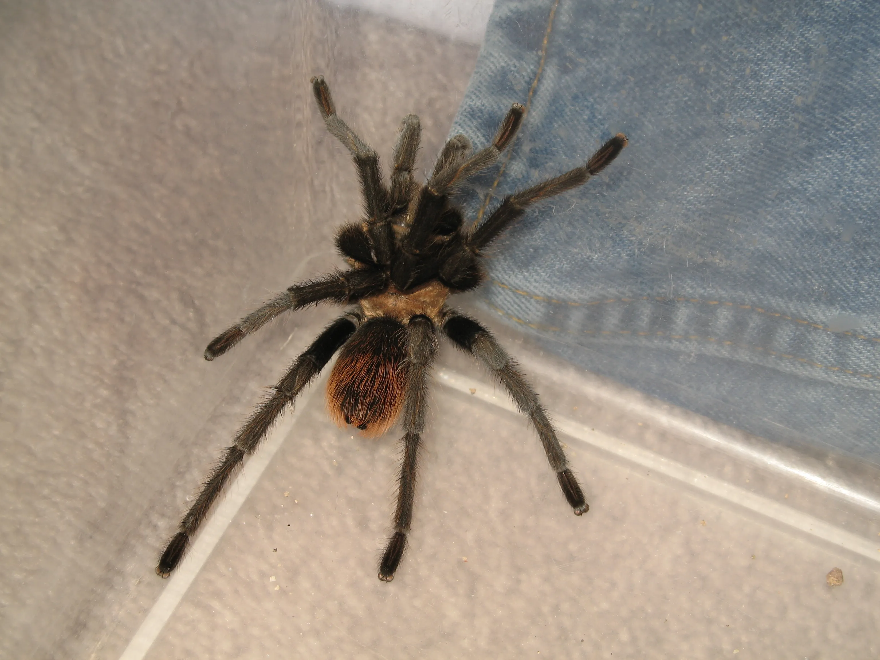 /img/22615-tarantula-future.webp