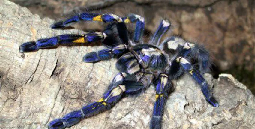 22615 tarantula language adaptation