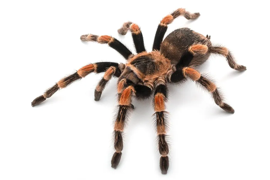 22615 tarantula spanish