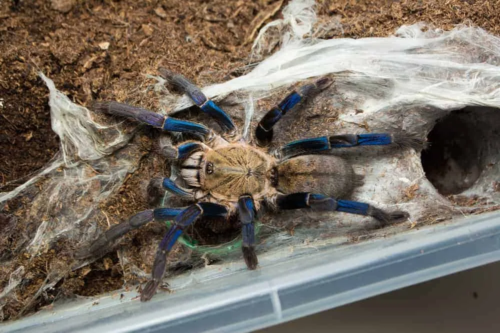 22617 cobalt blue tarantula egg sac