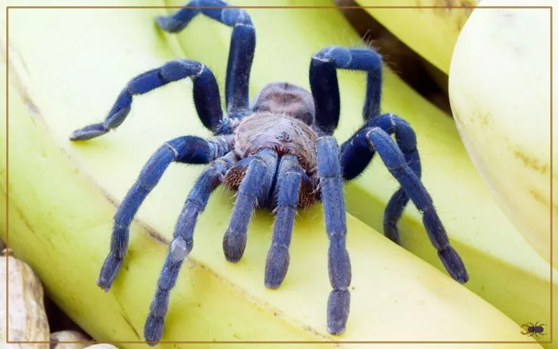 /img/22617-courtship-cobalt-blue-tarantula.webp