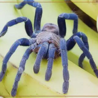 /img/22617-courtship-cobalt-blue-tarantula.webp