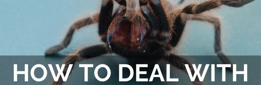 22618 tarantula symptoms