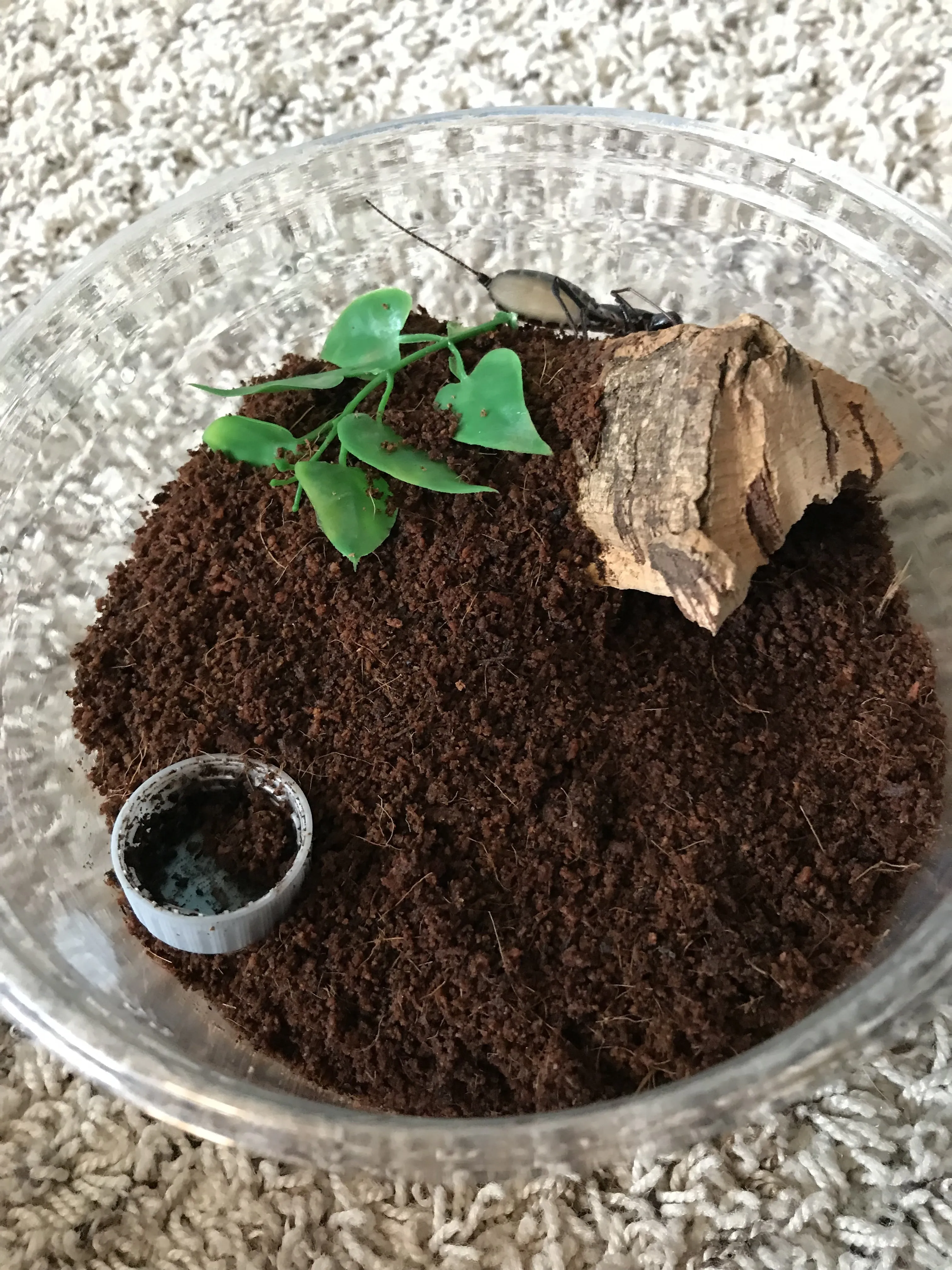 22620 tarantula enclosure