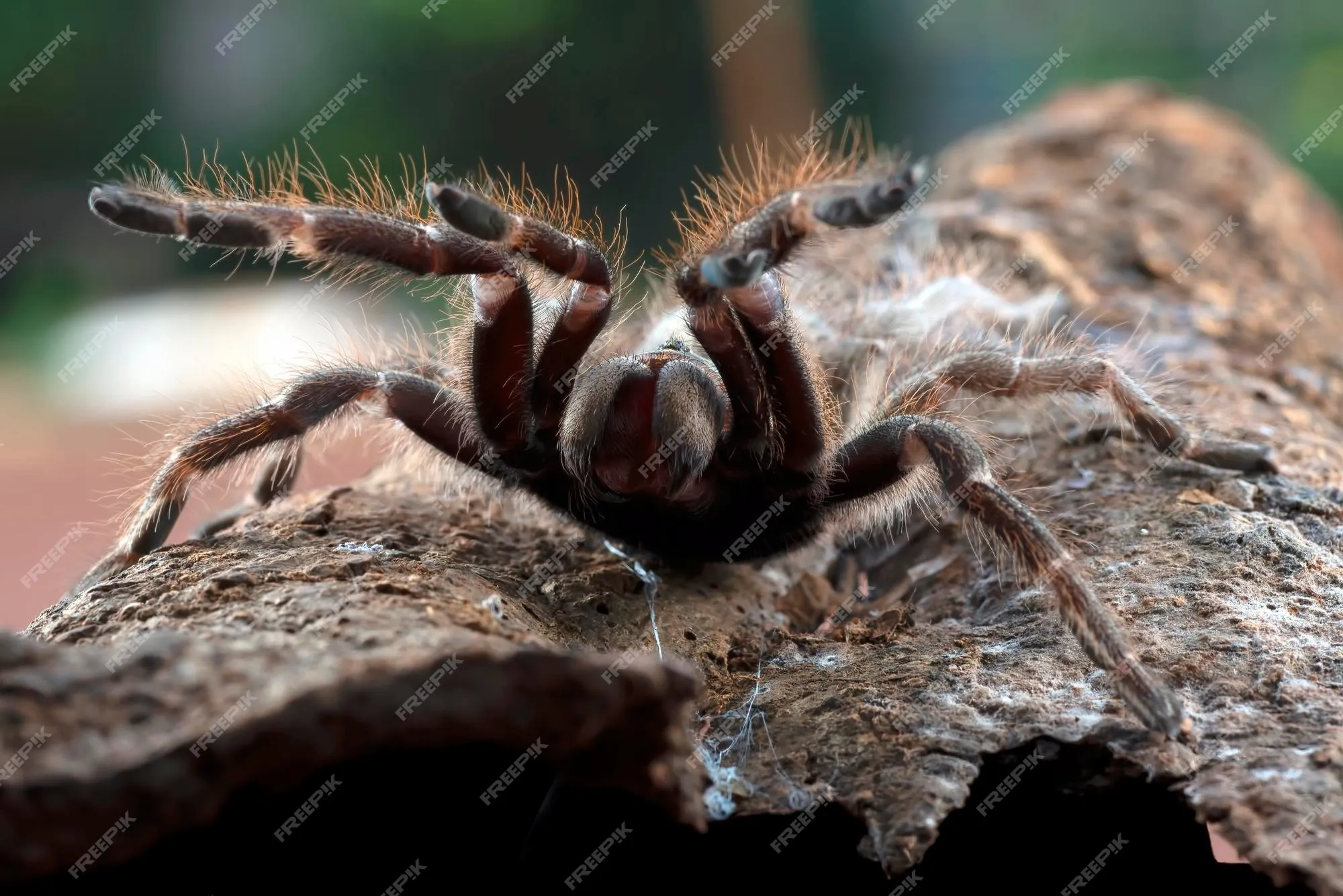 /img/22623-tarantula-spider-budget.webp
