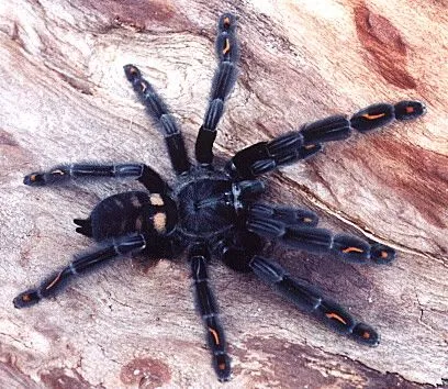 22623 tarantula spider color