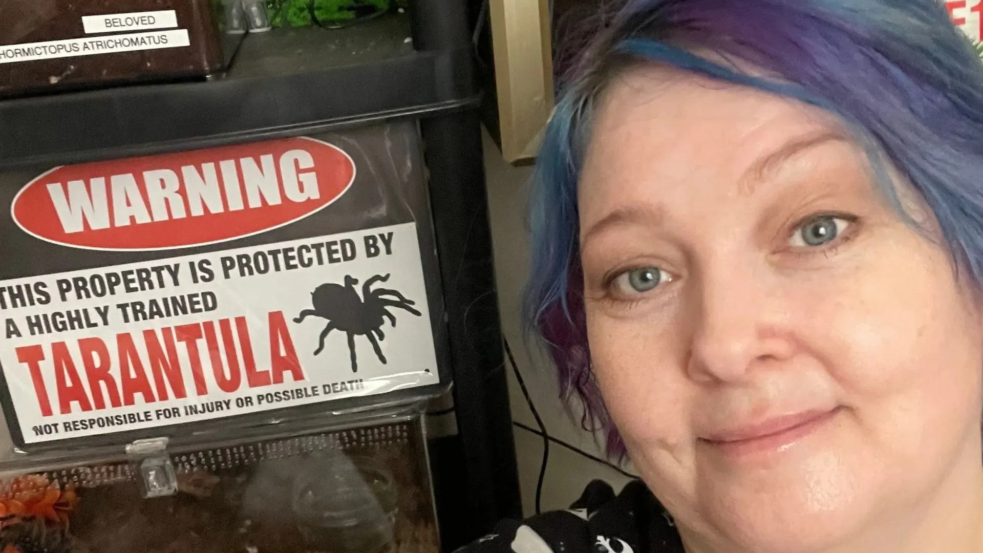 22623 tarantula spider enclosure