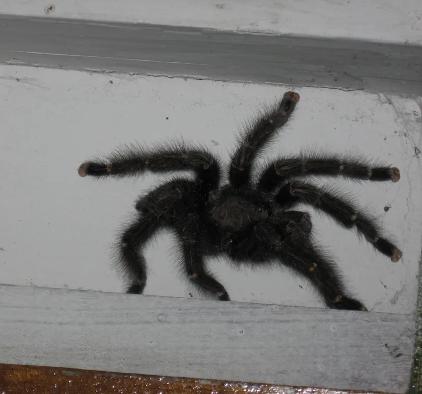 22623 tarantula spider size