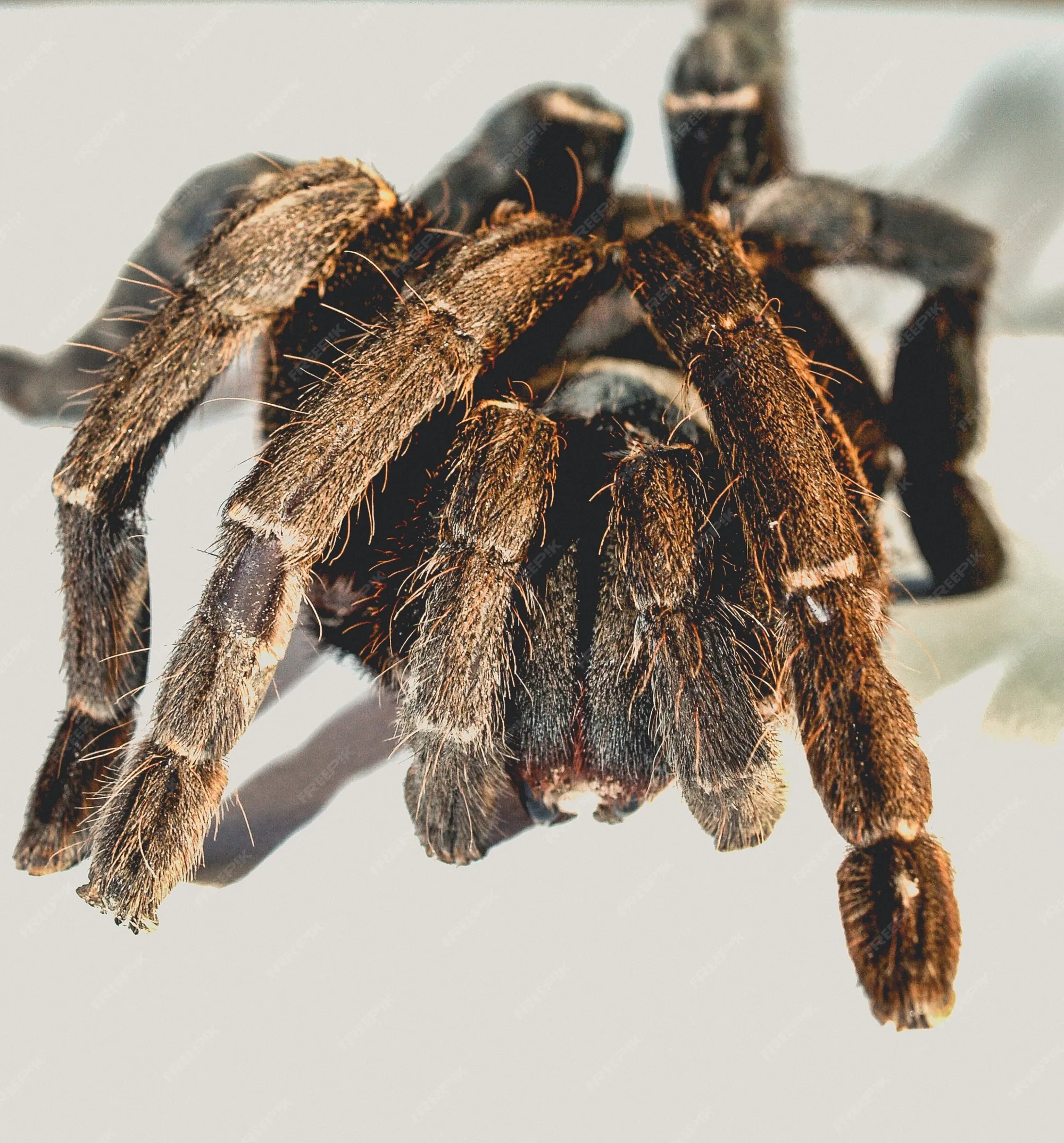 22623 tarantula spider species