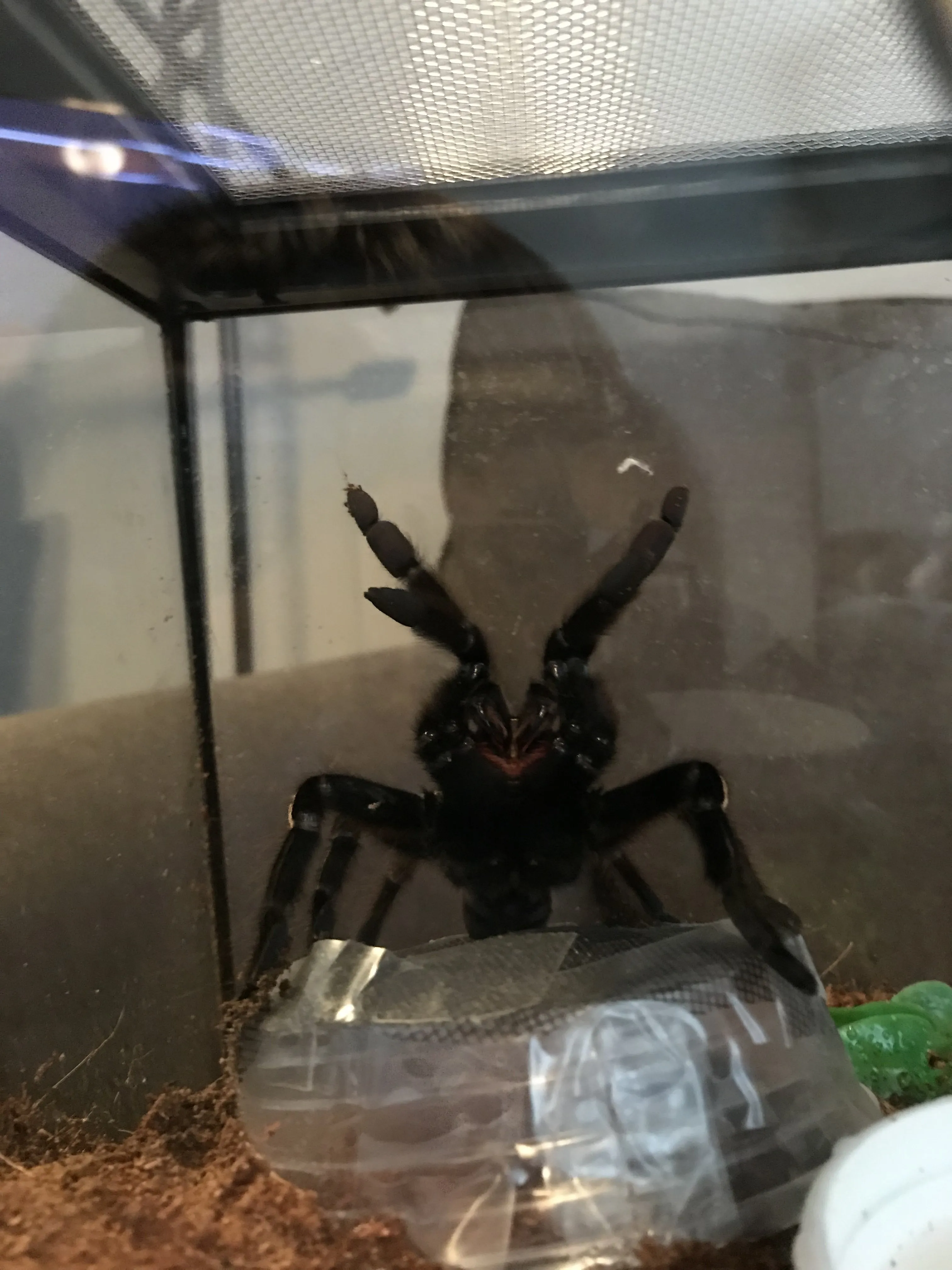 22626 first aid tarantula bite