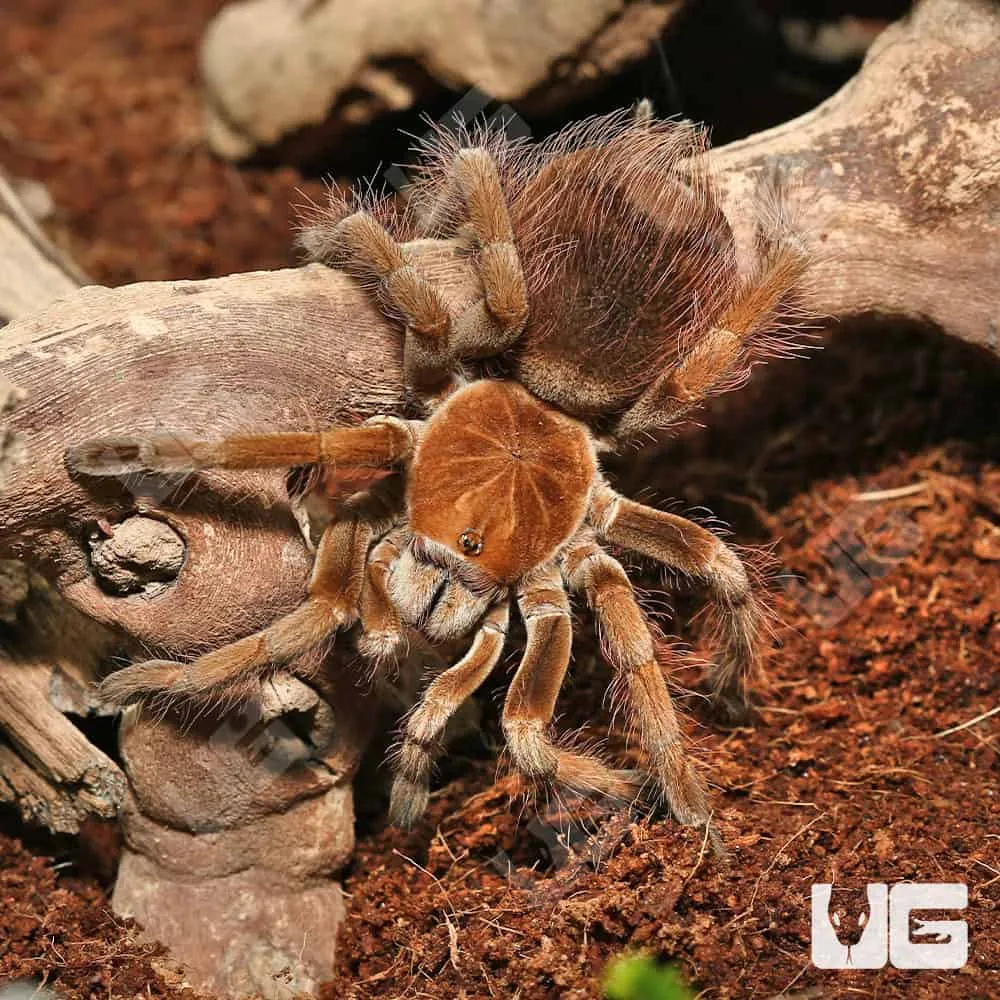 /img/22627-mascara-giant-birdeater-tarantula-conservation.webp