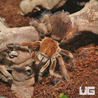 /img/22627-mascara-giant-birdeater-tarantula-conservation.webp