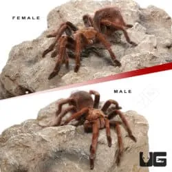 22627 mascara giant birdeater tarantula enclosure