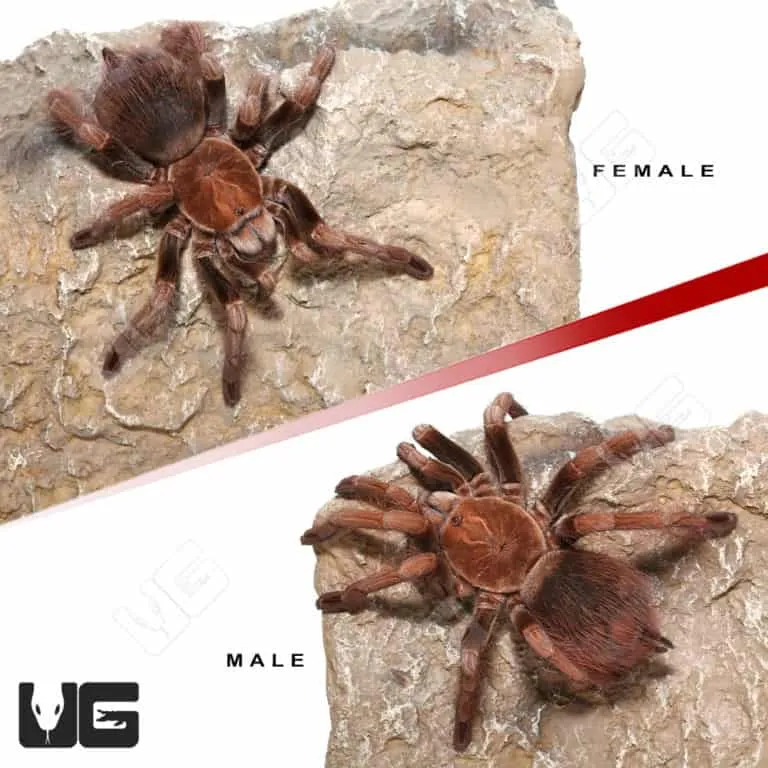 22627 mascara giant birdeater tarantula handling