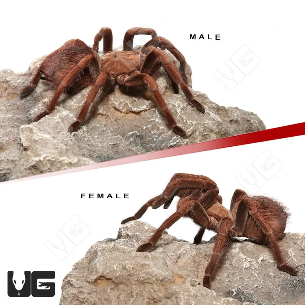 22627 mascara giant birdeater tarantula size comparison