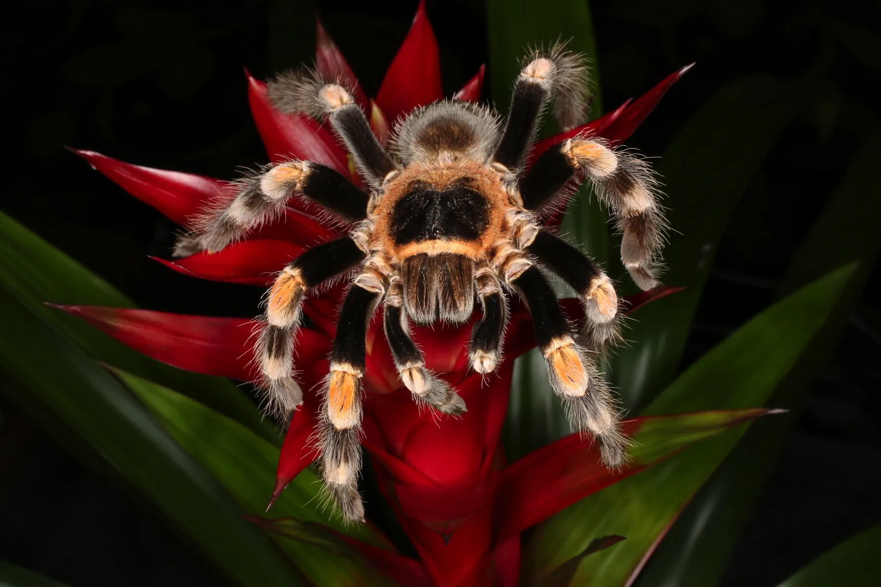 22629 african red knee tarantula overview