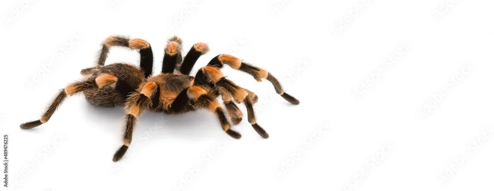 /img/22629-healthy-tarantula.webp