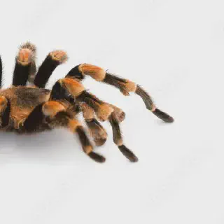 /img/22629-healthy-tarantula.webp