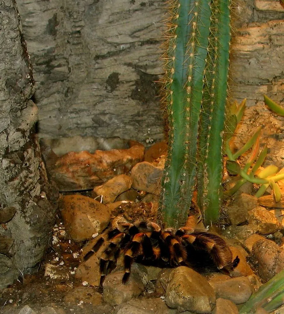 22629 tarantula molting