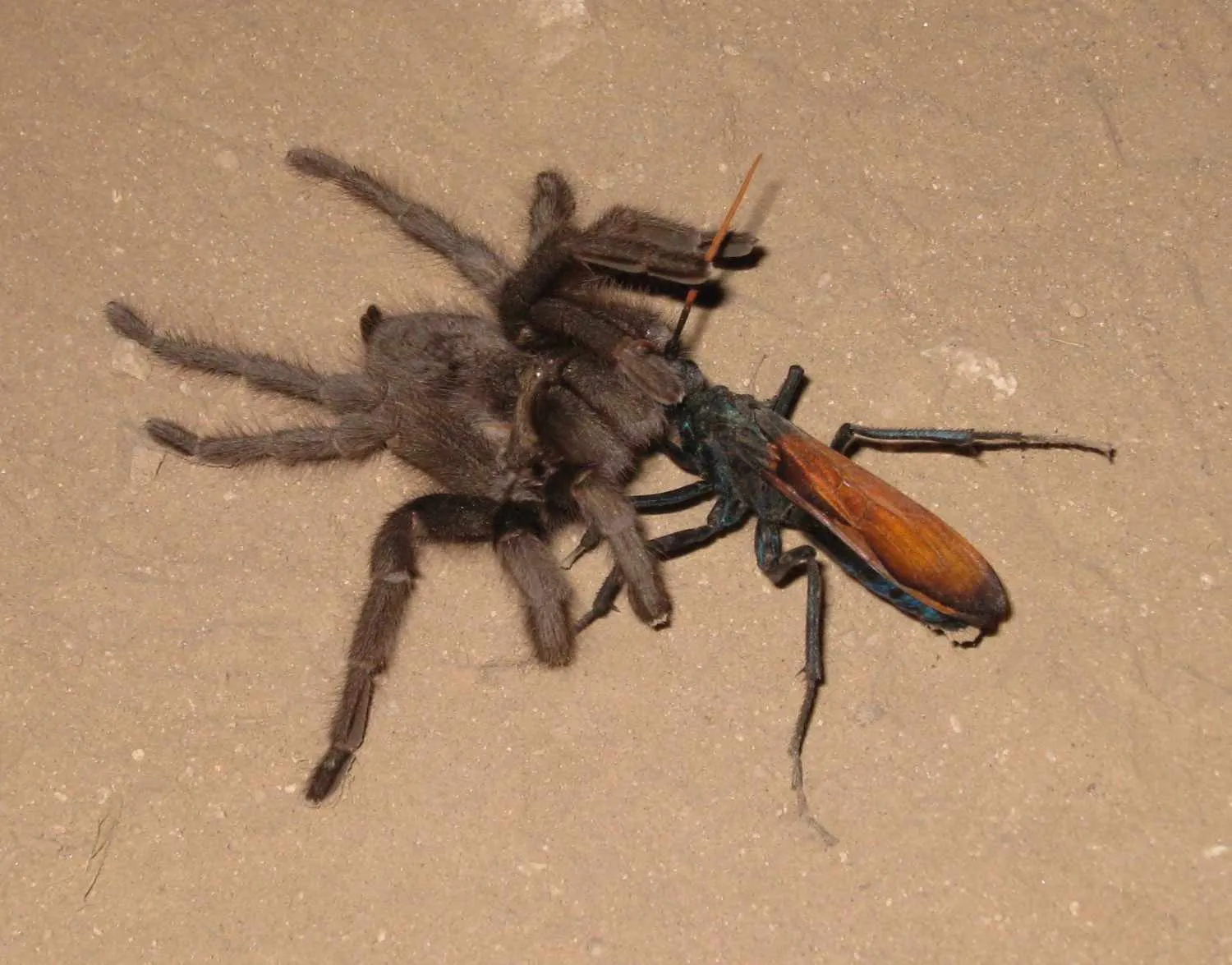 22630 tarantula hawk texas identification
