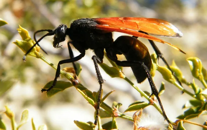 22630 tarantula hawk texas location