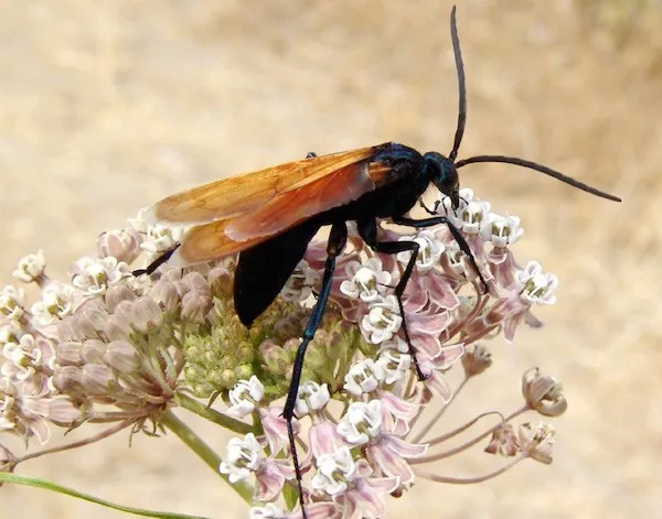 22630 tarantula hawk texas viewing