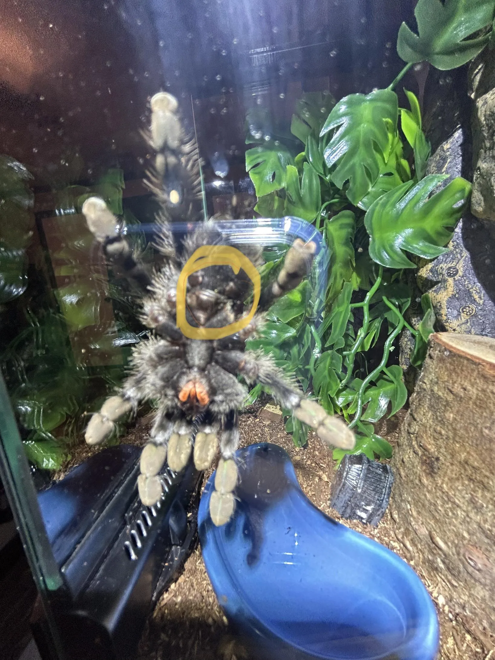 22631 avic tarantula appearance