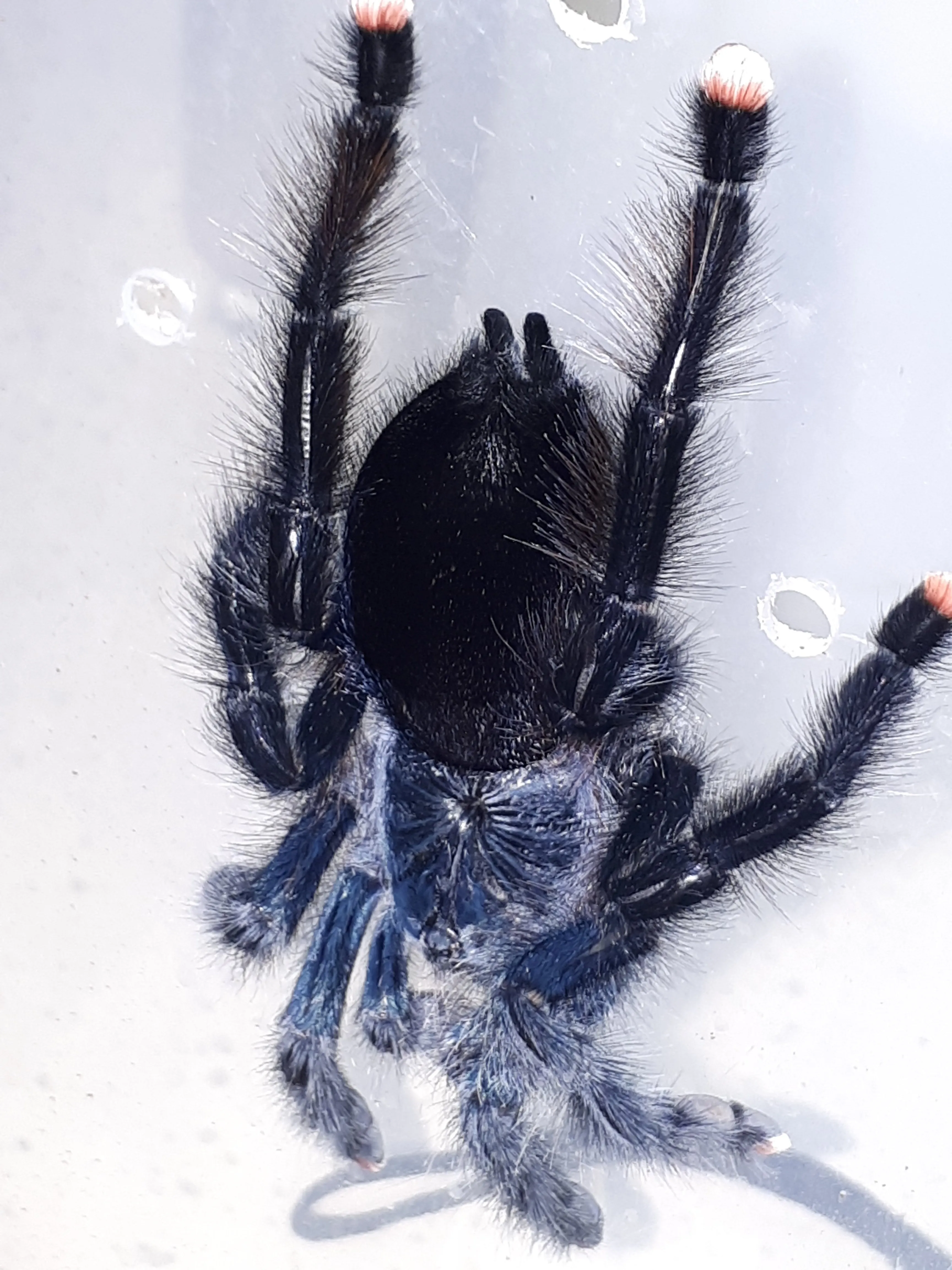 /img/22631-avic-tarantula-breeder.webp