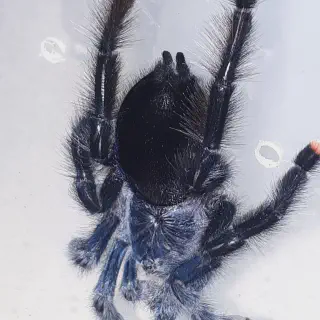 /img/22631-avic-tarantula-breeder.webp