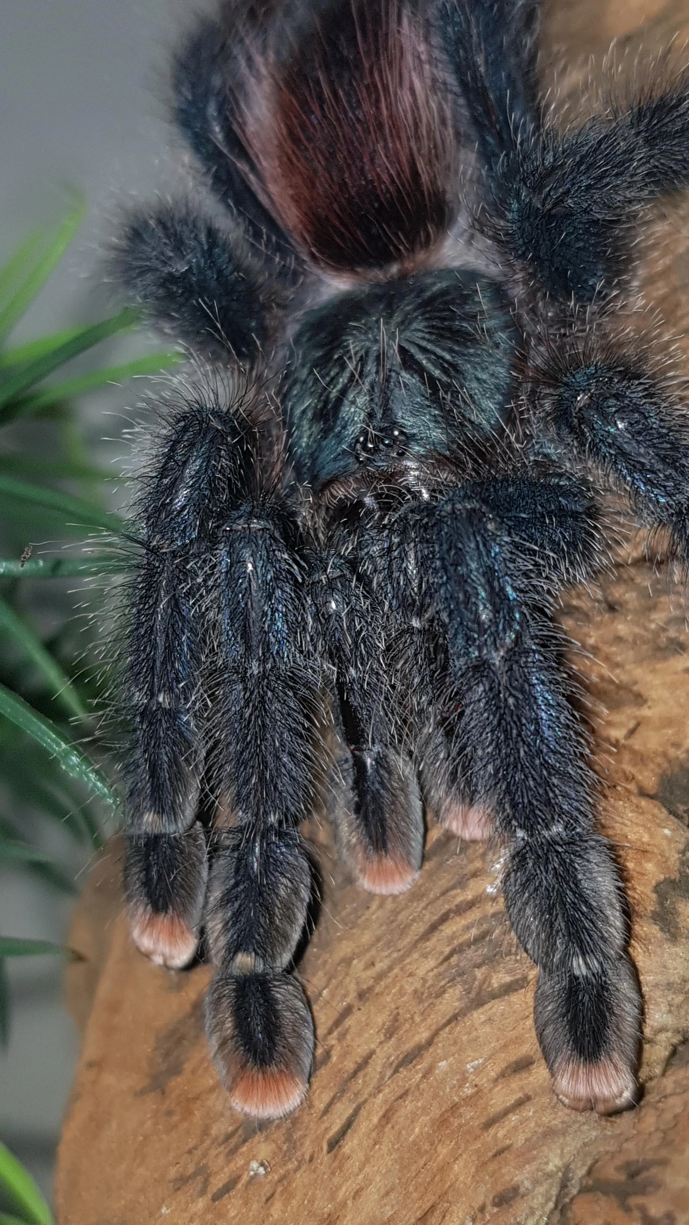 22631 avic tarantula enclosure