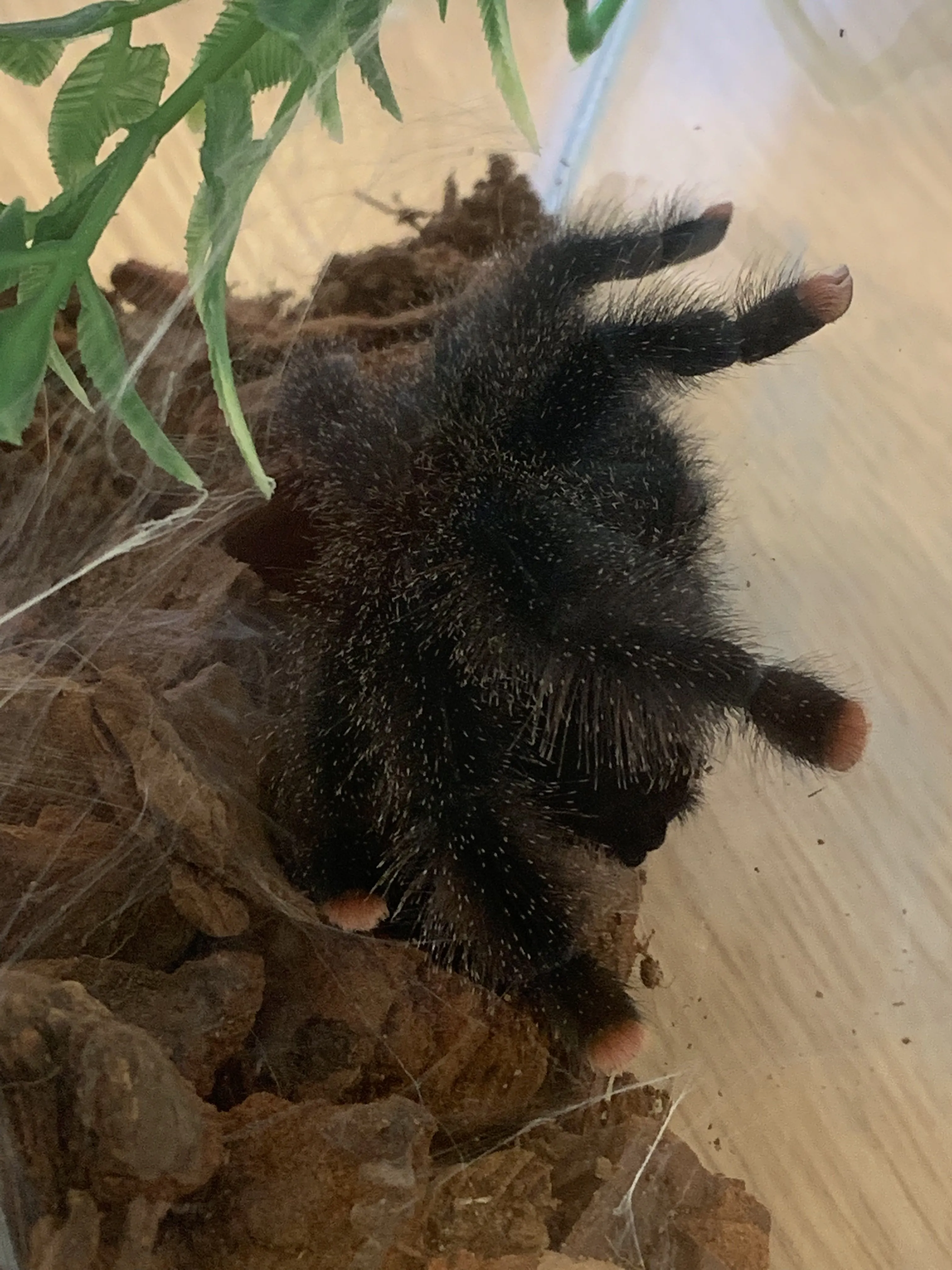 22631 avic tarantula feeding