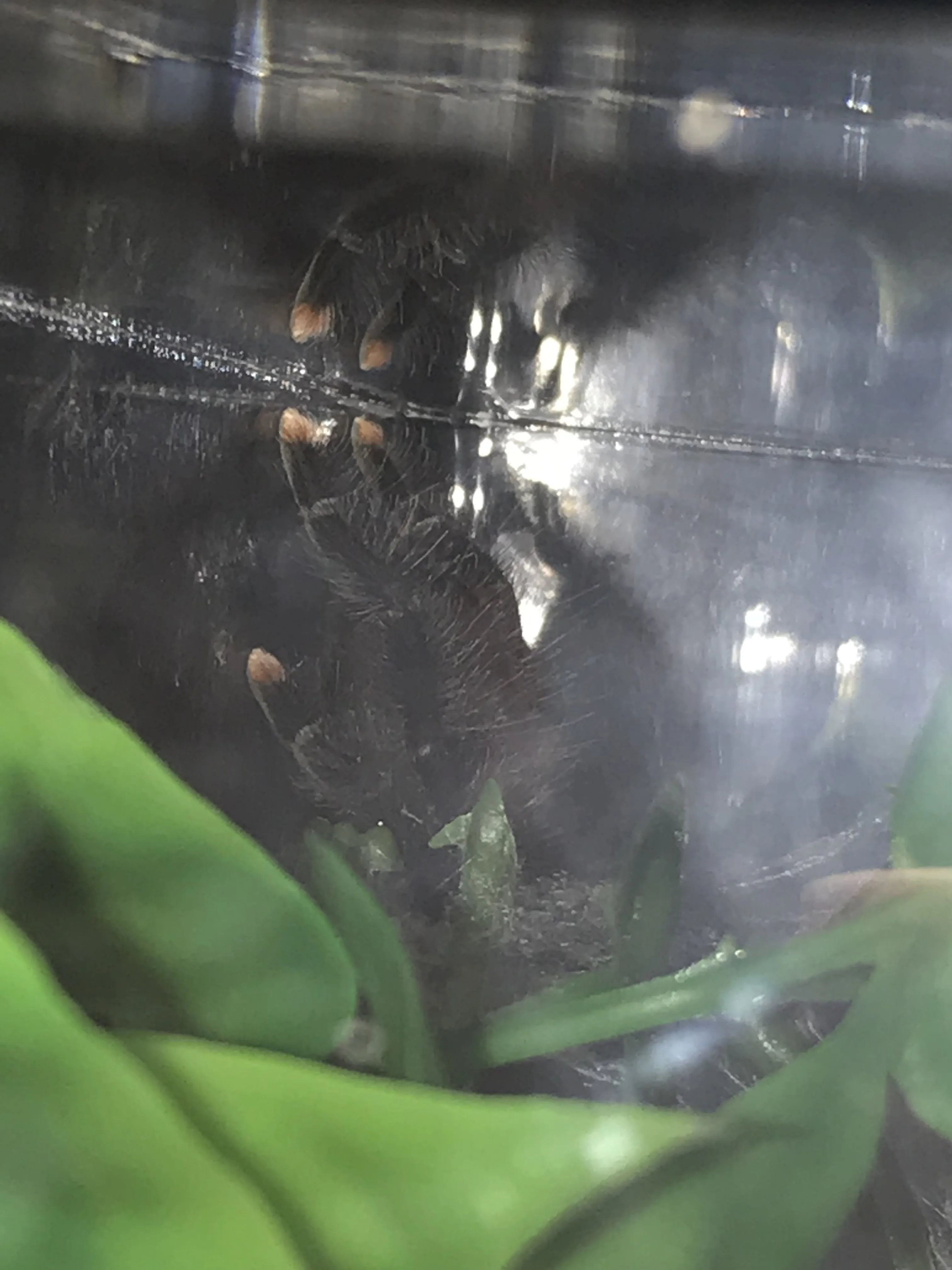 22631 avic tarantula habitat