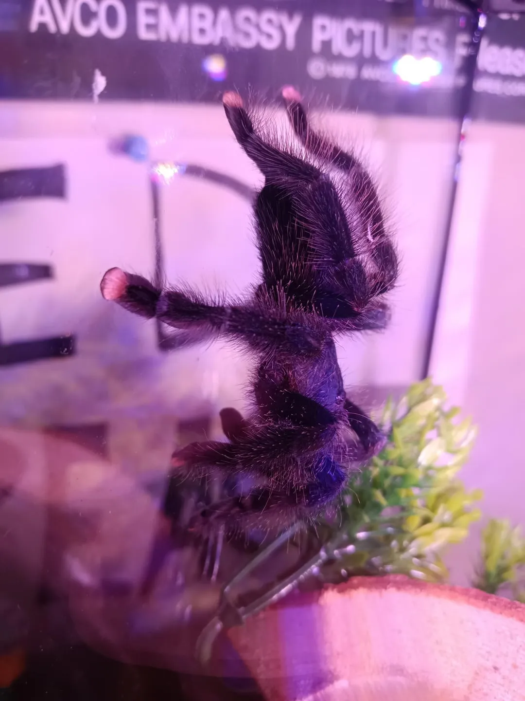 22631 avic tarantula handling