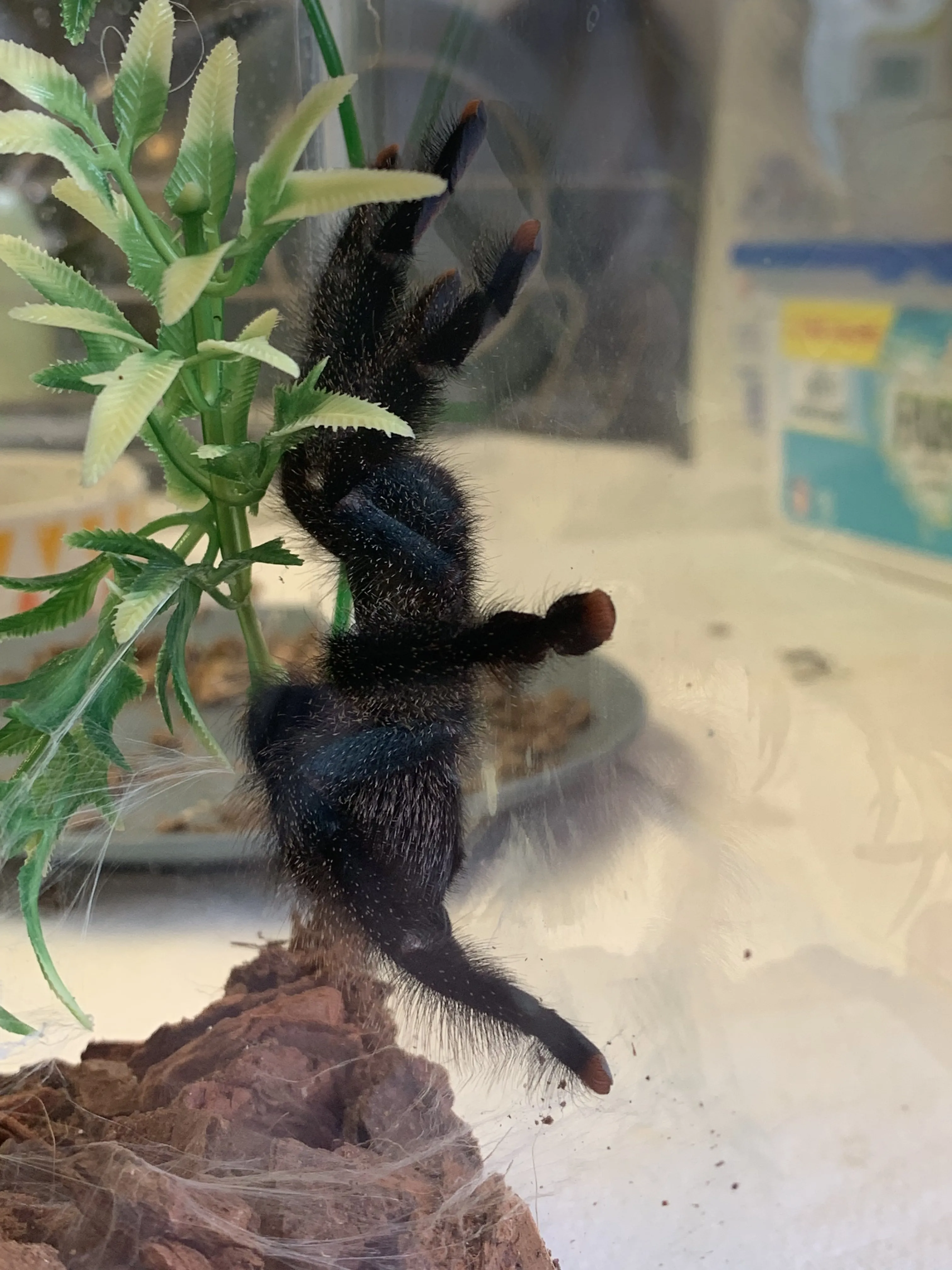 22631 avic tarantula healthy